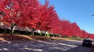 Autumn Leaves Viewing in Richmond, BC, Canada