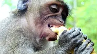 Million pity on orphan Jessie try eating even hurt, Feeling cry cos Jessie , Why monkey not love?