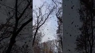 Leaves Falling, Windy, Nature Sounds - Autumn Ambience