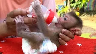Great!! Mom feeds Milk her adorable baby, LIORA, outside after waking up In The Morning