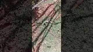 Malayan Pit Viper (Calloselasma rhodostoma) Cambodia