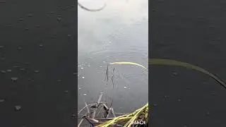 Pești surprinsi la mal pe R&acirc;ul Neajlov &icirc;n Delta de la Comana .Mult puiet,parcă fierbea apa&hellip;și o m&acirc;ță