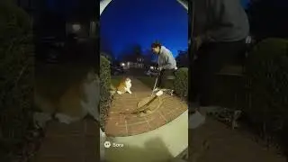 🐱⚔️ THIS IS FAKE  #thisisai #ai #aivideo #sora #realorai #cinematic #funny