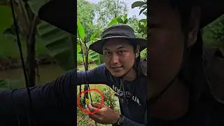 CASTING GABUS KECIL PAKE SOFT FROG KILLER‼️