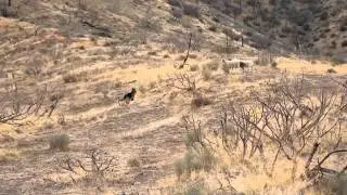 German Shepherd Sheep Herding! COCHISE!