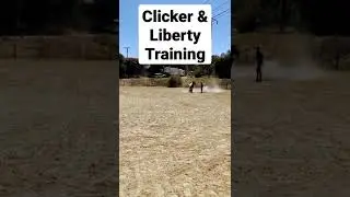 Taz- Clicker Training- Liberty Work #2022 #horse #training #games