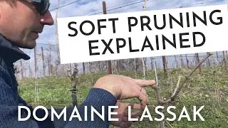 Soft Pruning Explained by Steffi & Fabian Lassak | Wine Ghosts Podcast Ep. 50.