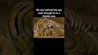 They are technically in the same family.. #chonky #chonkycat #cutecat #tiger #cubs