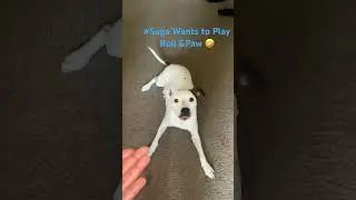 #stopplayin #curls  #peace #2024 #Suga Curlcookie #nativeamerican #dog #viral