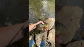 Catching panfish #￼ bluegill #PumpkinSeed #Sunfish #Fishing #Panfish #BassFishing ￼