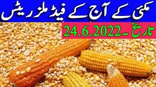 Today Feed Mills maize Rates 2023