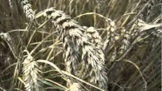 Dirk van Esbroeck & Juan Masondo - Campesino