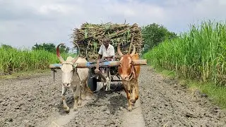 New Young Bullock Cart Deep Mud Stuck | Indian Cow Videos