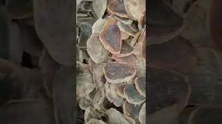 Black operculum murex seashell /Seashell Murex Operculum in stock at best discount price from China