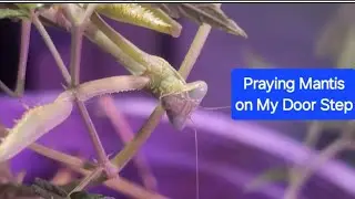Praying Mantis on my door step now in my grow room