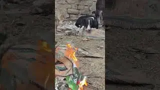 weather is too cool #animals #animalshorts #dogs
