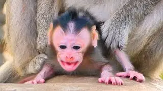 Live: Adorable Newborn Monkey Practices Walking with Gentle Effort | Sweet Learning Moment 🐒💛