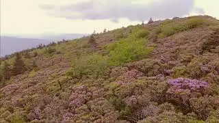 Roan Mountain Rhododendrons