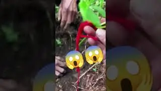 #viral #trending #amazing #beautiful #nature #chinese #china #ginsing#herbal #medicine