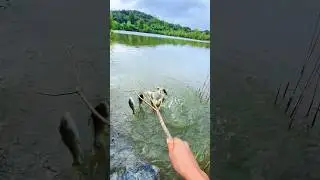 Desi Fishing🎣🐟 Technique😳 | #fishing #shorts #reels