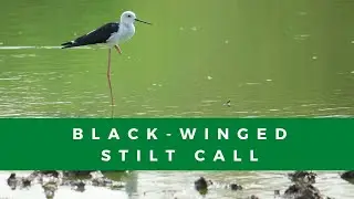 What does a black-winged stilt sound like? Stilt call #shorts