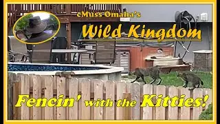 Wild Kingdom:  Squirrel messing around with two young cats.
