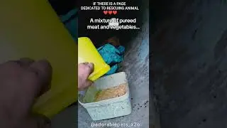 This is how I saved the life of two little pups 🐶&hearts;️ #puppies #dog #animallovers #rescueanimals