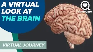 A Virtual Look At The Brain | Virtual Journey | Sharecare
