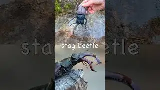Kids Learn | Bug Insect Names at the Stream for Babies: Grasshopper Stag Beetle Earthworm Centipede