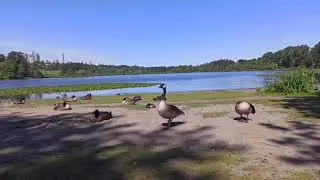 The Deer Lake Beach