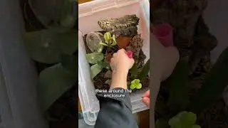 prepping for gecko eggs &mdash; mourning gecko breeding