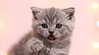 Cute Kitten Saying Mama 🐶❤️ | Too Real & Too Cute 😍 | Shorts #viral #animation #cute #youtubeshorts