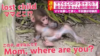 Потерянный детеныш обезьяны находит маму! Сможет ли он её найти?/ monpai monyet snow monkey