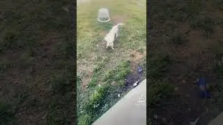 Daisy  and princess ￼#funny #humor #dogfights 🥰