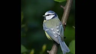 Birds | Sweden