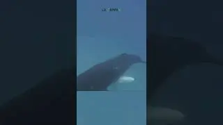 Avvistato e filmato un rarissimo cucciolo di megattera albina