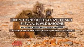 The medicine of life: Social life and survival in wild baboons