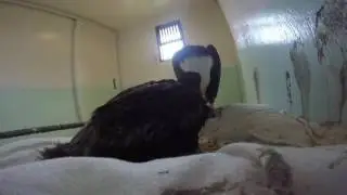 Bald Eagle Fostering Eaglet