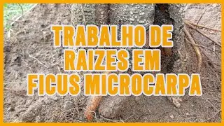 TRABALHO DE RAIZES EM FICUS MICROCARPA