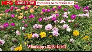Pathumani - Table rose - Portulaca - Moss Rose - Online sale - 80 colors - Whatsapp : 8248414402