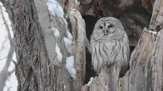 Chouette ray&eacute;e -Strix varia - Barred Owl