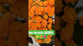 Minha Calandiva Laranja Explodiu em Flores! 🌸✨ #calandiva #kalanchoe #suculentas
