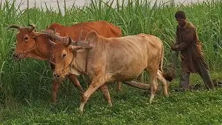 Bull powered deep ploughing in rural punjab | Village lifestyle in traditional punjab | Traditional