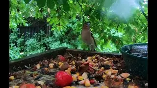 Common chaffinch (Fringilla coelebs) and friends in the rain