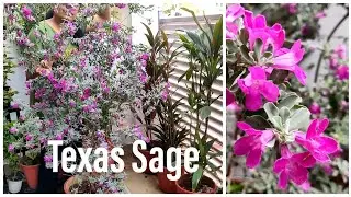 Texas sage plant , how to grow Texas sage plant, इन फूलों का खिलना हमें चौका देता है!