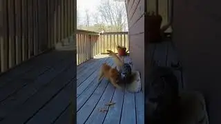 Mother Cat Fights Off Three Birds of Prey &mdash; Full Compilation (Security Footage) 🐈🦅🦉