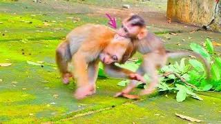 Big S@-dn-ess...When baby monkey SABA plays with his brother monkey SARO like that.