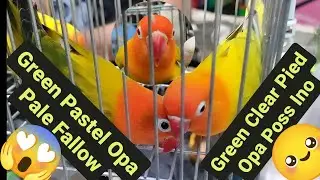 Vlog222 Green Clear Pied Opa Poss Ino🦜😱Green Pastel Opa Pale Fallow😱🦜