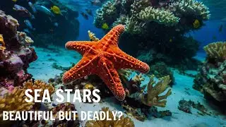 Sea Stars: Nature&rsquo;s Most Beautiful Monsters?