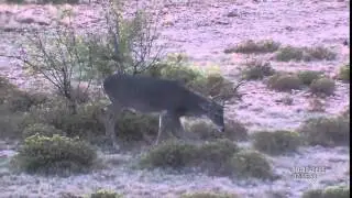 Deer Observation | ATN BinoX- HD digital binoculars with Full HD camera